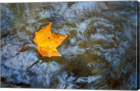 Framed Pearl Cascade on the Avalon Trail, Northern Hardwood Forest, New Hampshire Print