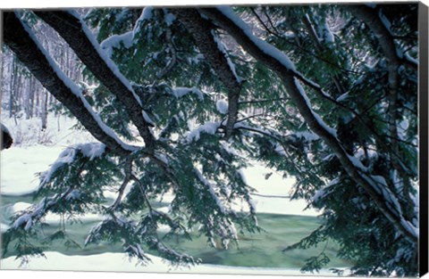 Framed Snow and Eastern Hemlock, New Hampshire Print