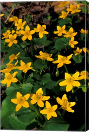 Framed Urban Forestry Center, Marsh Marigolds, Portsmouth, New Hampshire Print