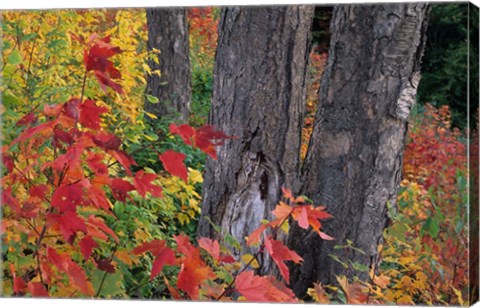 Framed Yellow Birch Tree Trunks and Fall Foliage, White Mountain National Forest, New Hampshire Print