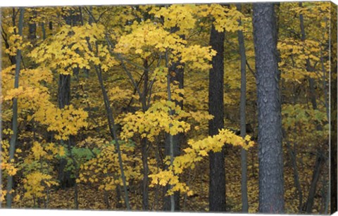 Framed Sugar Maples and Black Cherry in Litchfield Hills, Kent, Connecticut Print