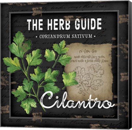 Framed Herb Guide Cilantro Print