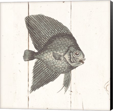 Framed Fish Sketches III Shiplap Print