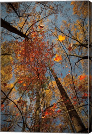 Framed Looking Up II Print