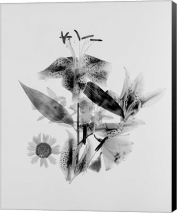 Framed Close-up of Abstract Flower Arrangement (BW) Print