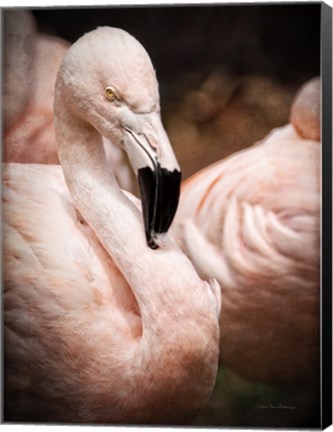 Framed Chilean Flamingo II Print