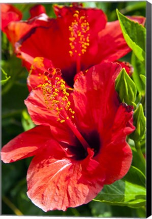 Framed Hibiscus, Tunisia Print