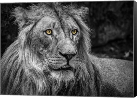 Framed Lion - Black &amp; White Print