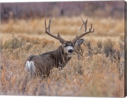 Framed Mule Deer Buck II Print