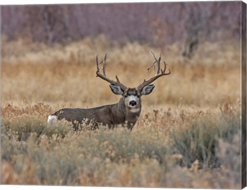 Framed Mule Deer Buck III Print