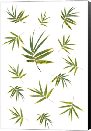 Framed Bamboo Leaf Collection Print