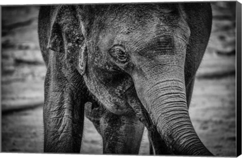 Framed Young Elephant Black &amp; White Print