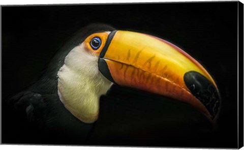 Framed Toucan IV Print