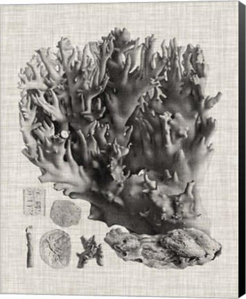 Framed Coral Specimen V Print