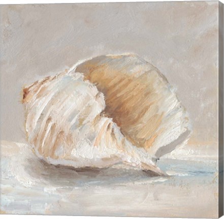Framed Impressionist Shell Study IV Print