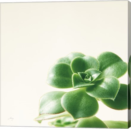 Framed Succulent Simplicity VIII Neutral Print