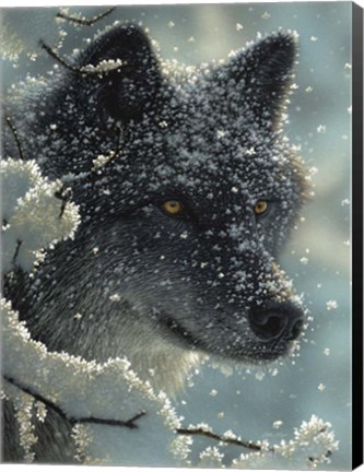 Framed Black Wolf - Black in White Print