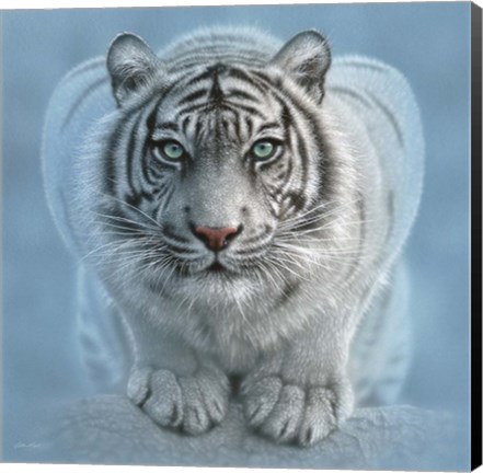 Framed White Tiger - Wild Intentions Square Print