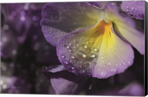 Framed Purple Pansy Print