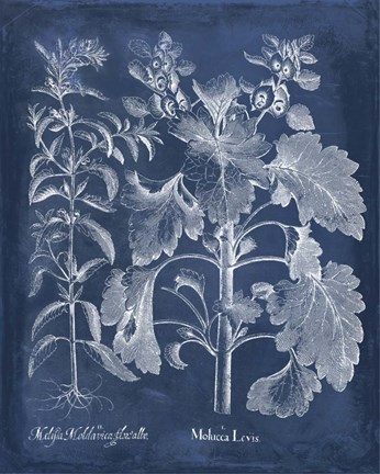 Framed Besler Leaves in Indigo I Print