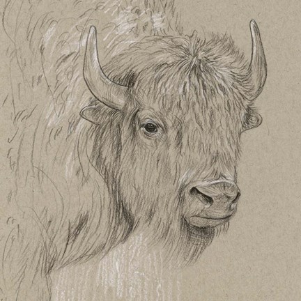 Framed Bison Sketch I Print