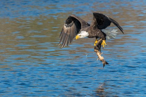 Framed Eagle Catching A Fish,  St John River Print