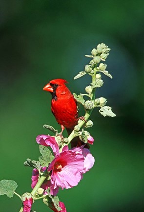 Framed Northern Cardinal On Hollyhock, Illinois Print