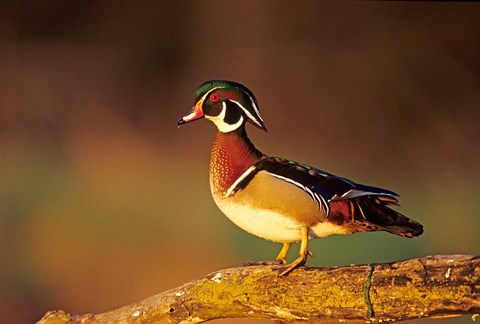 Framed Wood Duck  On A Log, Illinois Print