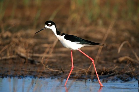 Framed Black-Necked Stilt, Illinois Print