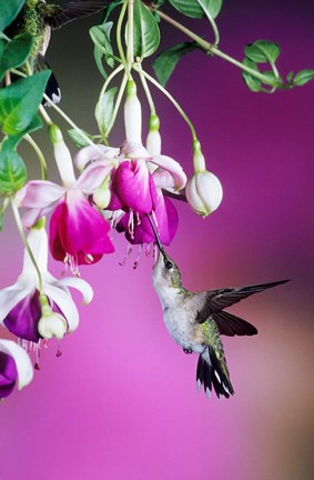 Framed Ruby-Throated Hummingbird Near Hybrid Fuchsia Print