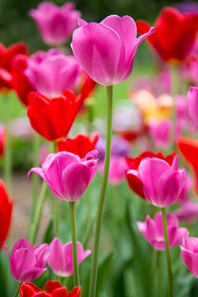 Framed Pink And Red Tulips, Cantigny Park, Wheaton, Illinois Print