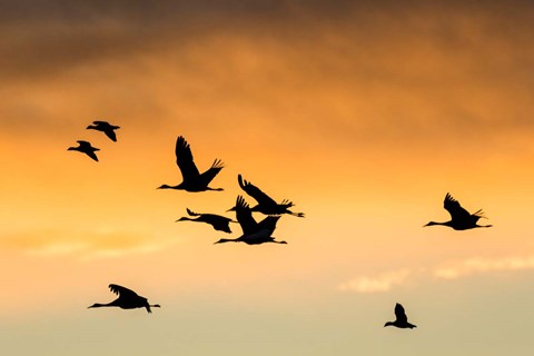 Framed Cranes And Geese Flying, New Mexico Print