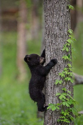 Framed Black Bear Cub Climbing A Tree Print