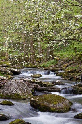 Framed Dogwood Trees Above The Middle Prong Of Little River Print