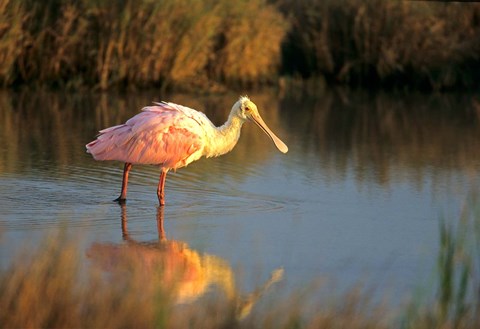 Framed Roseate Spoonbill, South Padre Island, Texas Print