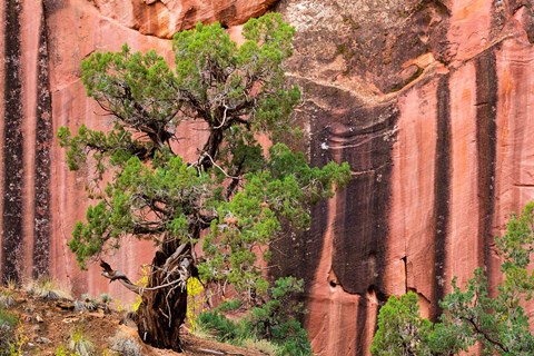 Framed Juniper Tree And A Cliff Streaked With Desert Varnish, Utah Print