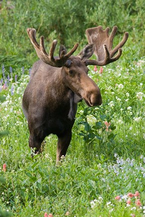 Framed Bull Moose In Wildflowers, Utah Print