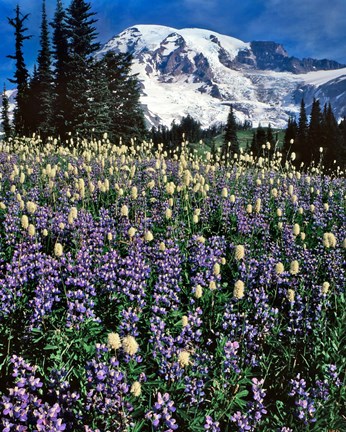 Framed Field Of Lupine And Bistort In Paradise Park Print