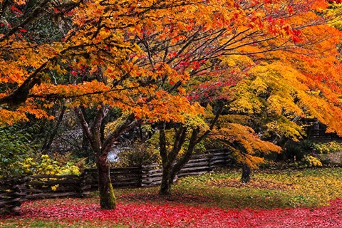 Framed Red Vine Maple In Full Autumn Glory Print