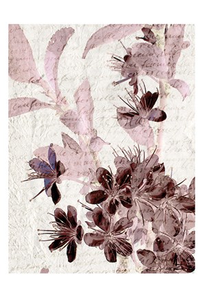 Framed Cherry Blossom Plum 1 Print