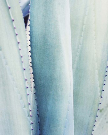 Framed Pale Blue Agave No. 3 Print