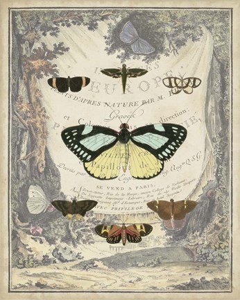 Framed Vintage Butterfly Bookplate Print