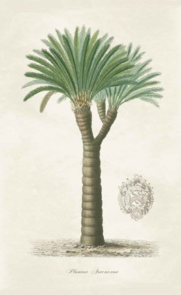 Framed Palm Tree Cycas Crest Print