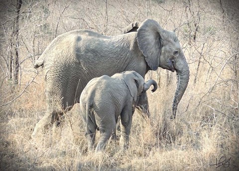 Framed Elephants Print