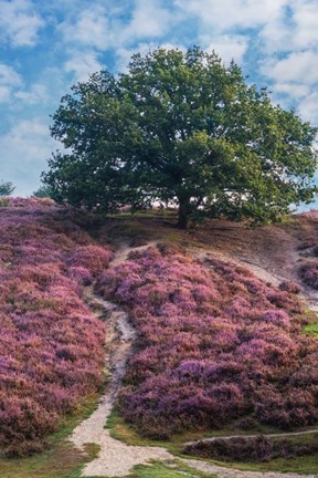 Framed Purple Heath Print