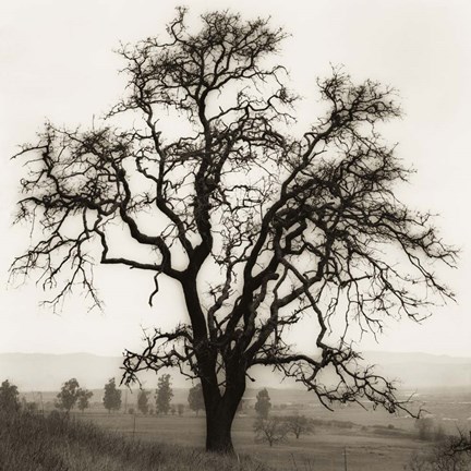 Framed Country Oak Tree Print