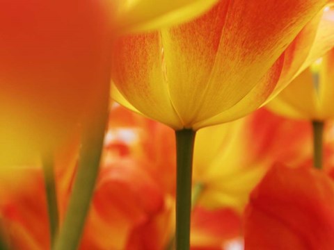 Framed Macro Of Colorful Tulip 4, Netherlands Print