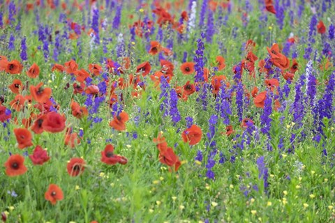 Framed Poppy Field, Mount Olive, North Carolina Print