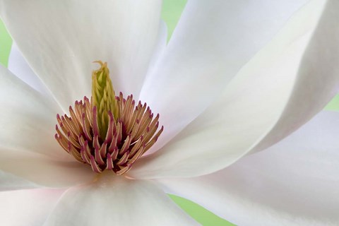 Framed Detail of Magnolia Flower Print