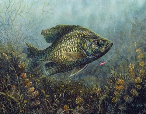 Framed Black Crappie Print